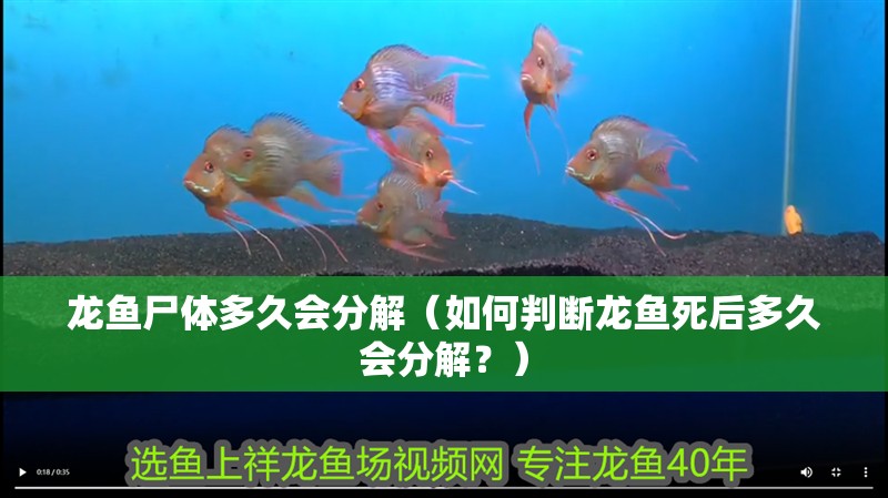 龍魚尸體多久會分解（如何判斷龍魚死后多久會分解？）