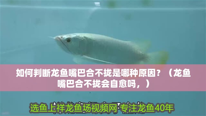 如何判斷龍魚嘴巴合不攏是哪種原因？（龍魚嘴巴合不攏會自愈嗎，）