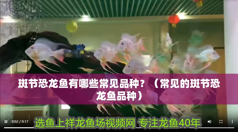斑節恐龍魚有哪些常見品種？（常見的斑節恐龍魚品種）