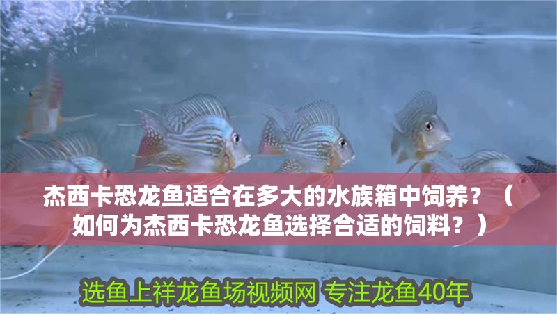 杰西卡恐龍魚適合在多大的水族箱中飼養？（如何為杰西卡恐龍魚選擇合適的飼料？）