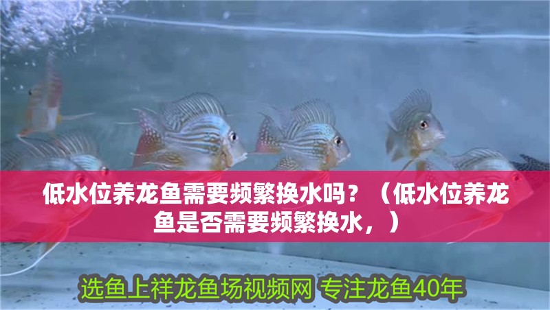 低水位養龍魚需要頻繁換水嗎？（低水位養龍魚是否需要頻繁換水，）