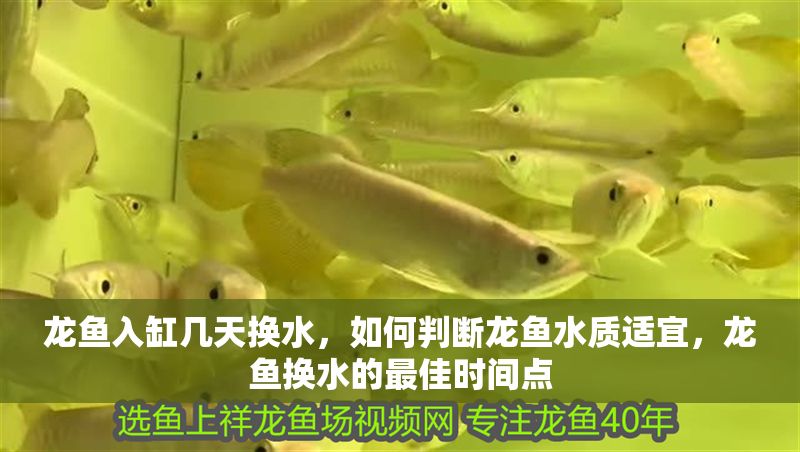 龍魚入缸幾天換水，如何判斷龍魚水質適宜，龍魚換水的最佳時間點