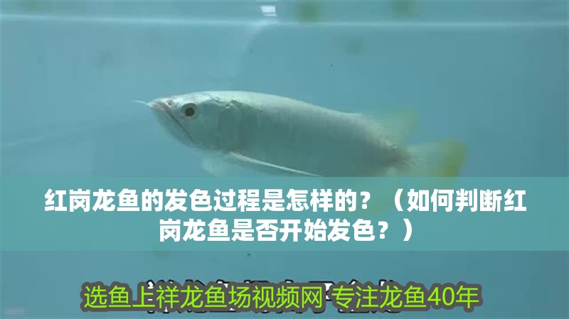 紅崗龍魚的發色過程是怎樣的？（如何判斷紅崗龍魚是否開始發色？）