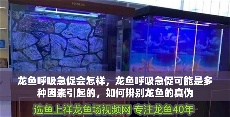 龍魚呼吸急促會怎樣，龍魚呼吸急促可能是多種因素引起的，如何辨別龍魚的真偽
