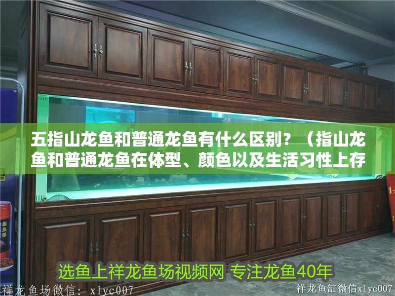 <strong><mark>五指山</mark></strong>龍魚和普通龍魚有什么區別？（指山龍魚和普通龍魚在體型、顏色以及生活習性上存在差異）