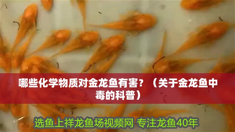 哪些化學物質對金龍魚有害？（關于金龍魚中毒的科普）