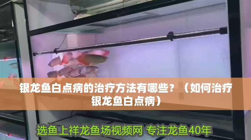 銀龍魚白點病的治療方法有哪些？（如何治療銀龍魚白點病）