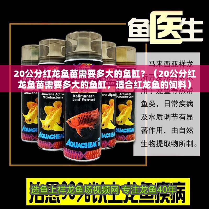 20公分紅龍魚苗需要多大的魚缸？（20公分紅龍魚苗需要多大的魚缸，適合紅龍魚的飼料）