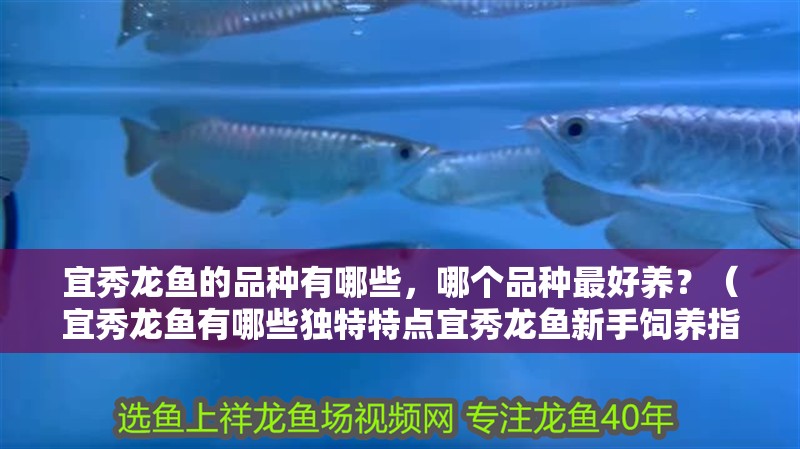 宜秀龍魚的品種有哪些，哪個品種最好養？（宜秀龍魚有哪些獨特特點宜秀龍魚新手飼養指南）