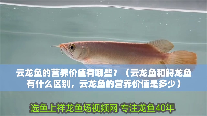 云龍魚的營養(yǎng)價(jià)值有哪些？（云龍魚和鱘龍魚有什么區(qū)別，云龍魚的營養(yǎng)價(jià)值是多少）
