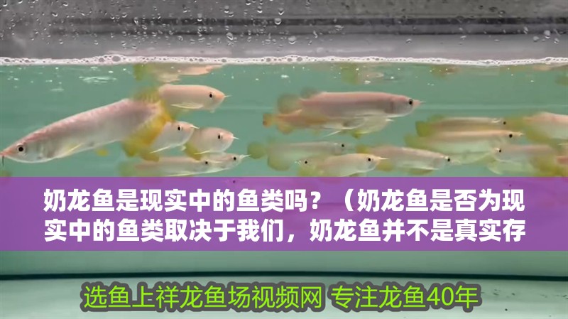 奶龍魚是現實中的魚類嗎？（奶龍魚是否為現實中的魚類取決于我們，奶龍魚并不是真實存在的）
