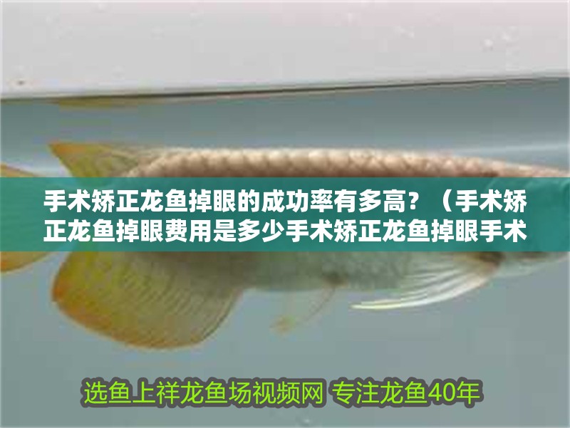 手術(shù)矯正龍魚(yú)掉眼的成功率有多高？（手術(shù)矯正龍魚(yú)掉眼費(fèi)用是多少手術(shù)矯正龍魚(yú)掉眼手術(shù)護(hù)理指南）