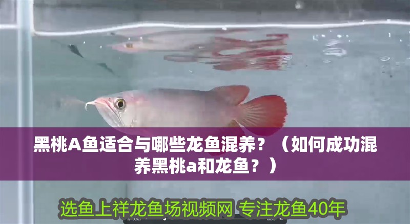 黑桃A魚適合與哪些龍魚混養？（如何成功混養黑桃a和龍魚？）