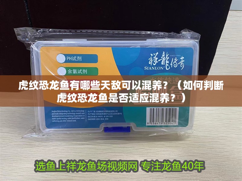 虎紋恐龍魚有哪些天敵可以混養？（如何判斷虎紋恐龍魚是否適應混養？）