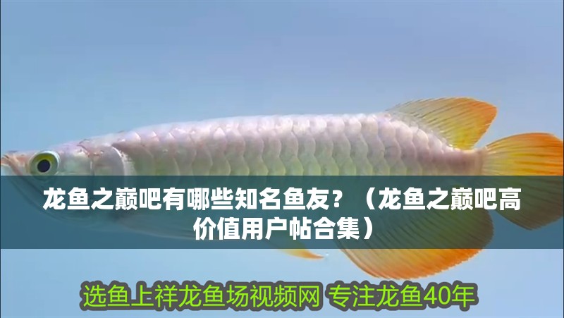 龍魚之巔吧有哪些知名魚友？（龍魚之巔吧高價(jià)值用戶帖合集）