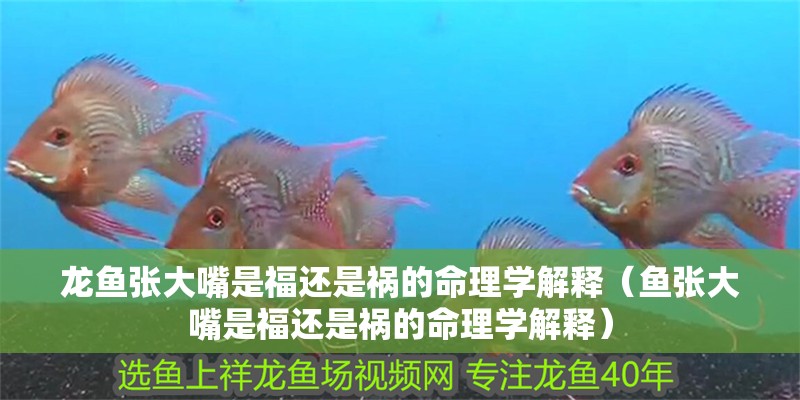 龍魚張大嘴是福還是禍的命理學解釋（魚張大嘴是福還是禍的命理學解釋）