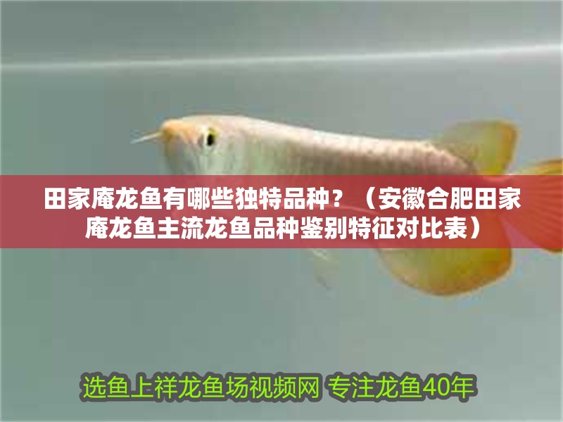 田家庵龍魚有哪些獨特品種？（安徽合肥田家庵龍魚主流龍魚品種鑒別特征對比表）