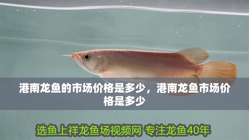 港南龍魚的市場價格是多少，港南龍魚市場價格是多少