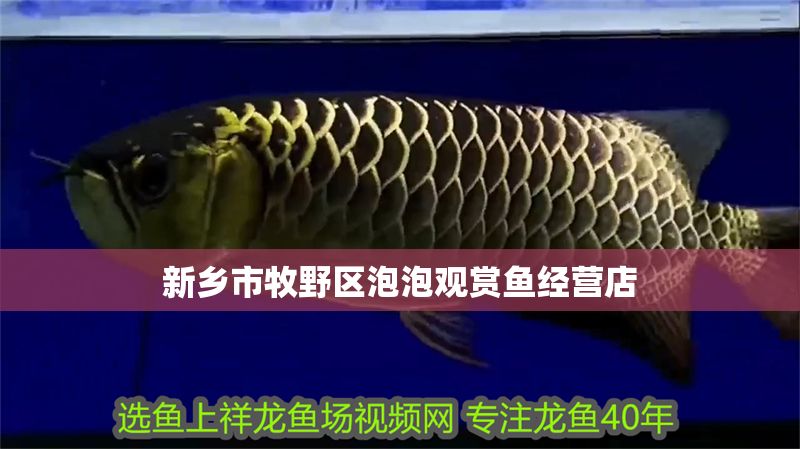 新鄉市牧野區泡泡觀賞魚經營店 新鄉市牧野區泡泡觀賞魚經營店 全國水族館企業名錄 第1張