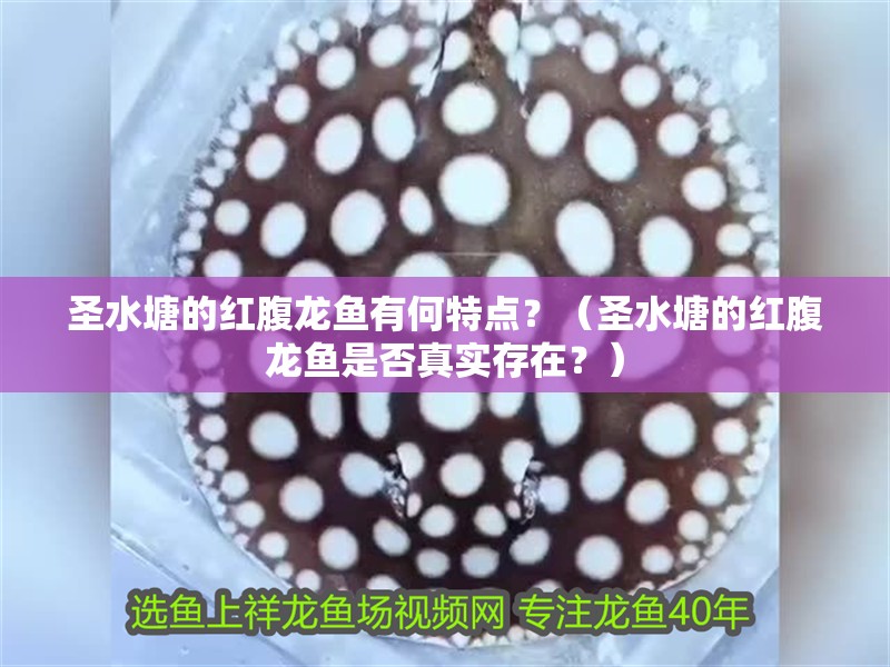 圣水塘的紅腹龍魚有何特點(diǎn)？（圣水塘的紅腹龍魚是否真實(shí)存在？）