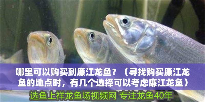 哪里可以購買到廉江龍魚？（尋找購買廉江龍魚的地點時，有幾個選擇可以考慮廉江龍魚） 哪里可以購買到廉江龍魚？（尋找購買廉江龍魚的地點時，有幾個選擇可以考慮廉江龍魚） 龍魚百科