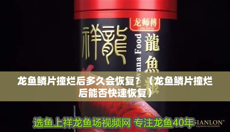 龍魚鱗片撞爛后多久會恢復？（龍魚鱗片撞爛后能否快速恢復）