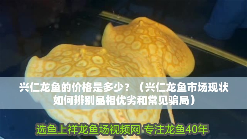 興仁龍魚的價格是多少？（興仁龍魚市場現(xiàn)狀如何辨別品相優(yōu)劣和常見騙局）