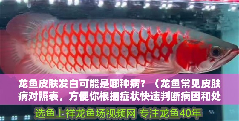 龍魚皮膚發白可能是哪種病？（龍魚常見皮膚病對照表，方便你根據癥狀快速判斷病因和處理方式）