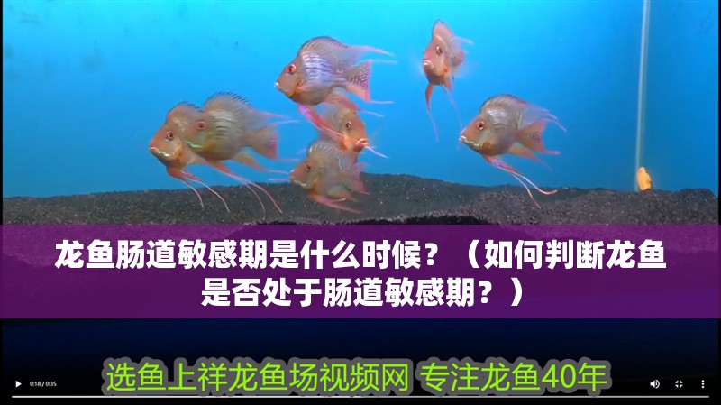 龍魚腸道敏感期是什么時候？（如何判斷龍魚是否處于腸道敏感期？）