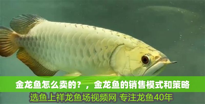 金龍魚怎么賣的？，金龍魚的銷售模式和策略