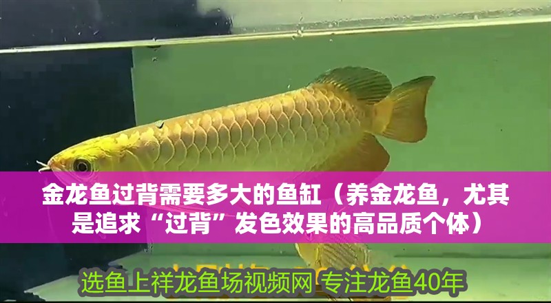 金龍魚過背需要多大的魚缸（養金龍魚，尤其是追求“過背”發色效果的高品質個體）