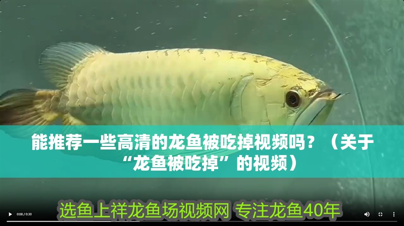 能推薦一些高清的龍魚被吃掉視頻嗎？（關(guān)于“龍魚被吃掉”的視頻）