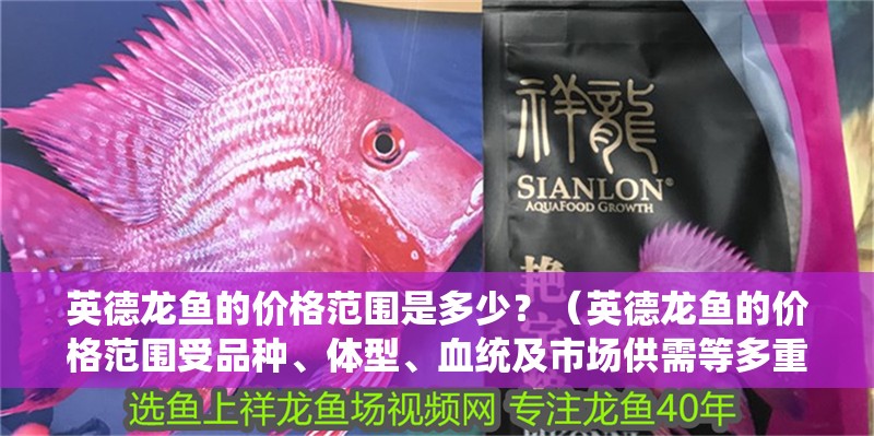 英德龍魚的價格范圍是多少？（英德龍魚的價格范圍受品種、體型、血統及市場供需等多重因素影響）