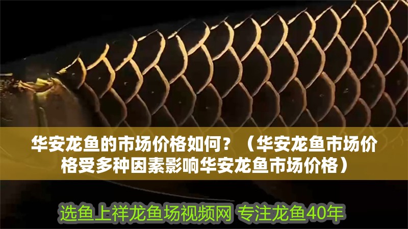 華安龍魚(yú)的市場(chǎng)價(jià)格如何？（華安龍魚(yú)市場(chǎng)價(jià)格受多種因素影響華安龍魚(yú)市場(chǎng)價(jià)格）