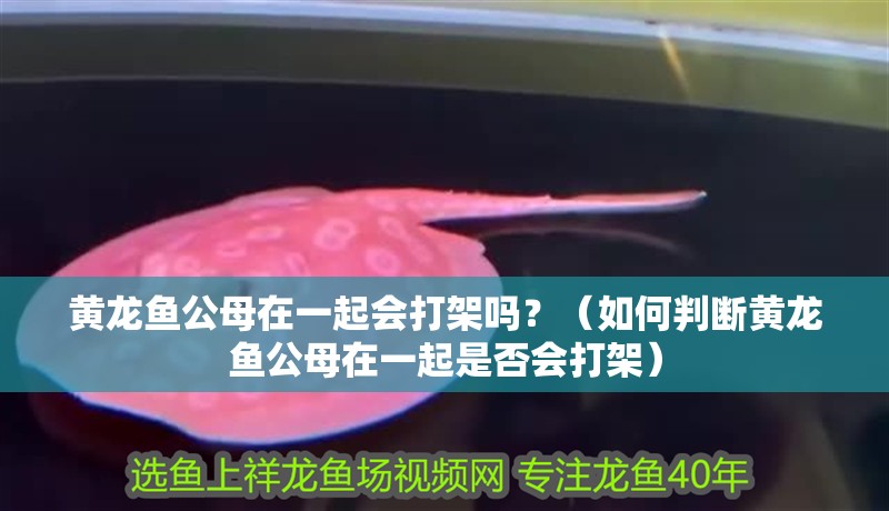 黃龍魚公母在一起會打架嗎？（如何判斷黃龍魚公母在一起是否會打架）