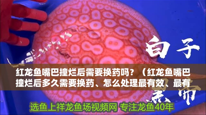 紅龍魚嘴巴撞爛后需要換藥嗎？（紅龍魚嘴巴撞爛后多久需要換藥、怎么處理最有效、最有效）