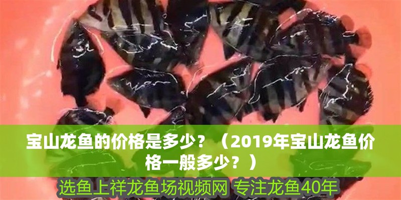 寶山龍魚的價格是多少？（2019年寶山龍魚價格一般多少？）
