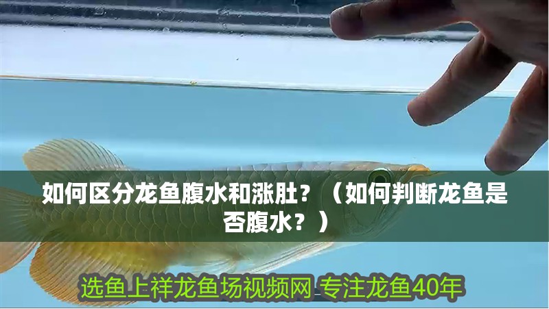 如何區分龍魚腹水和漲肚？（如何判斷龍魚是否腹水？）