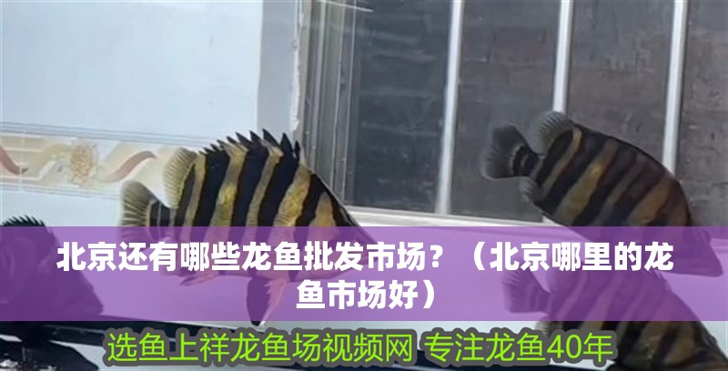 <strong><mark>北京</mark></strong>還有哪些龍魚批發市場？（<strong><mark>北京</mark></strong>哪里的龍魚市場好）