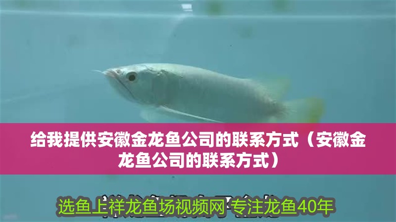 給我提供安徽金龍魚公司的聯(lián)系方式（安徽金龍魚公司的聯(lián)系方式）