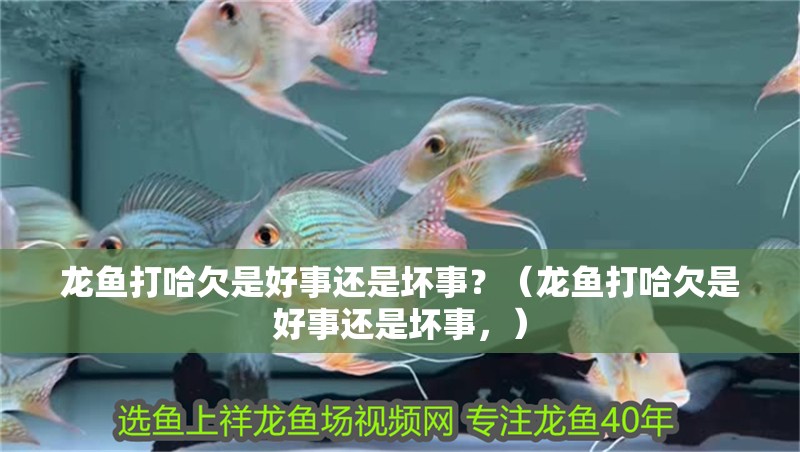 龍魚打哈欠是好事還是壞事？（龍魚打哈欠是好事還是壞事，）