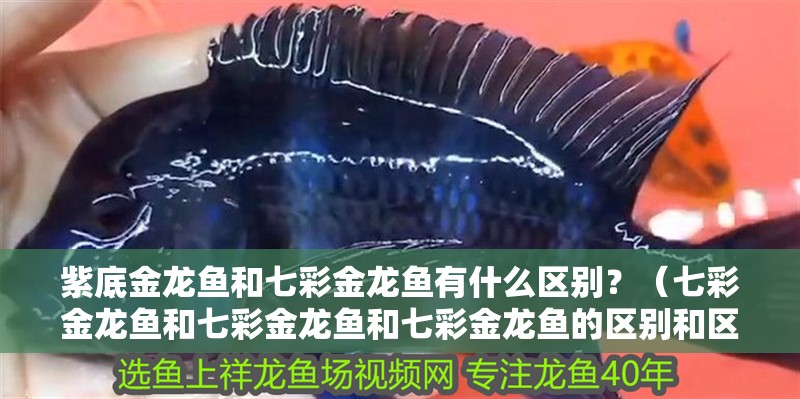 紫底金龍魚和七彩金龍魚有什么區別？（七彩金龍魚和七彩金龍魚和七彩金龍魚的區別和區別）