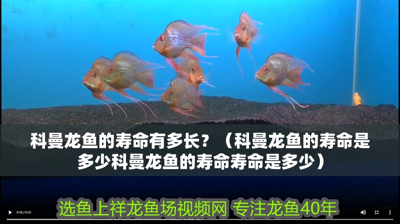 科曼龍魚(yú)的壽命有多長(zhǎng)？（科曼龍魚(yú)的壽命是多少科曼龍魚(yú)的壽命壽命是多少）