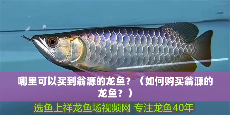 哪里可以買到翁源的龍魚？（如何購買翁源的龍魚？）