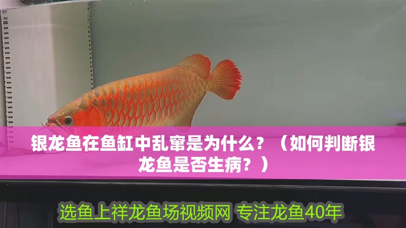 銀龍魚在魚缸中亂竄是為什么？（如何判斷銀龍魚是否生病？）