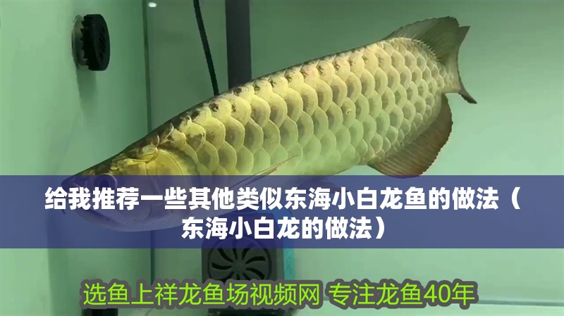 給我推薦一些其他類似東海小白龍魚的做法（東海小白龍的做法）