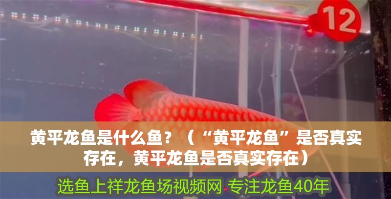 黃平龍魚是什么魚？（“黃平龍魚”是否真實存在，黃平龍魚是否真實存在）