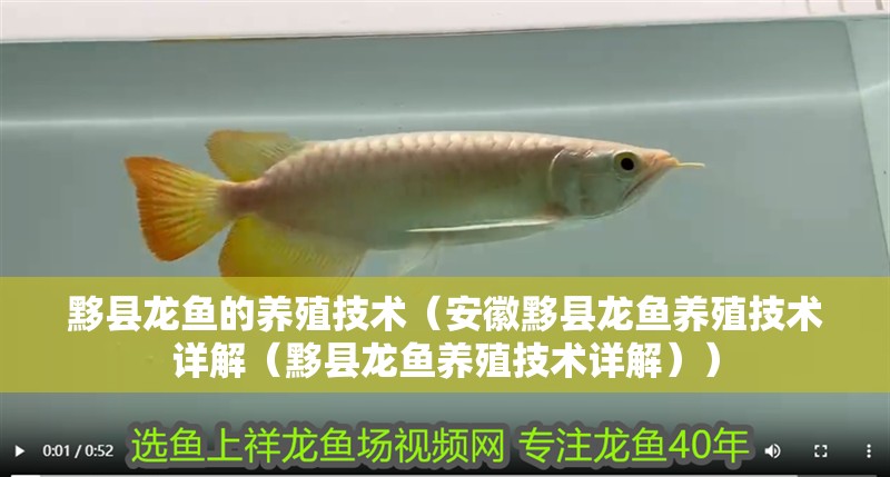 黟縣龍魚的養殖技術（安徽黟縣龍魚養殖技術詳解（黟縣龍魚養殖技術詳解））