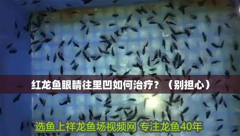 紅龍魚眼睛往里凹如何治療？（別擔心）