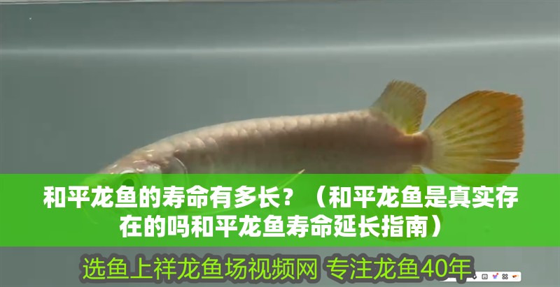 和平龍魚的壽命有多長？（和平龍魚是真實存在的嗎和平龍魚壽命延長指南）